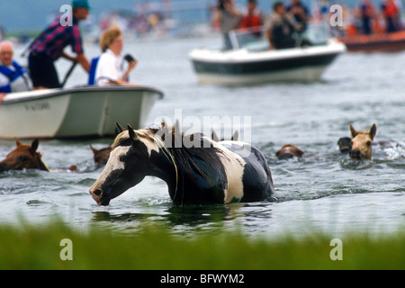 Assateague Ponys schwimmen über den Kanal während der jährlichen Chincoteague Pony schwimmen in Virginia. Stockfoto