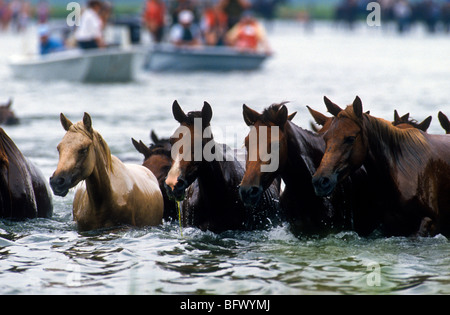 Assateague Ponys schwimmen über den Kanal während der jährlichen Chincoteague Pony schwimmen in Virginia. Stockfoto