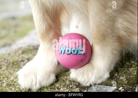 Nahaufnahme des golden Retriever Vorderpfoten mit pinkfarbenen ball Stockfoto