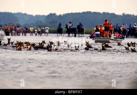 Assateague Ponys schwimmen über den Kanal während der jährlichen Chincoteague Pony schwimmen in Virginia. Stockfoto