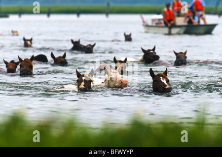 Assateague Ponys schwimmen über den Kanal während der jährlichen Chincoteague Pony schwimmen in Virginia. Stockfoto