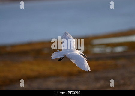 Elfenbein Möwe fliegen gegen Tundra und Schnee in Svalbard Stockfoto