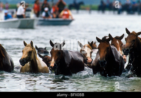 Assateague Ponys schwimmen über den Kanal während der jährlichen Chincoteague Pony schwimmen in Virginia. Stockfoto