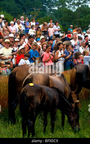 Assateague Ponys schwimmen über den Kanal während der jährlichen Chincoteague Pony schwimmen in Virginia. Stockfoto