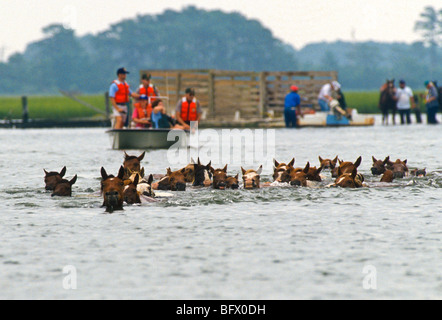 Assateague Ponys schwimmen über den Kanal während der jährlichen Chincoteague Pony schwimmen in Virginia. Stockfoto