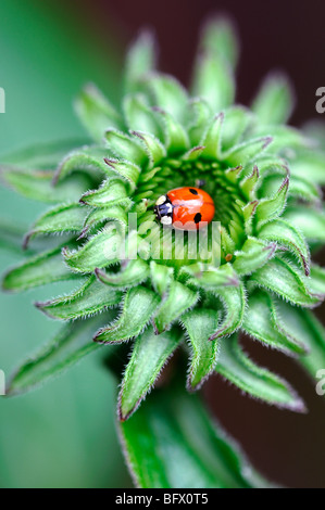 Adalia Bipunctata zwei Punkt Marienkäfer sitzen in der Mitte eine Echinacea Purpurea Blütenknospe Kopf nisten Verschachtelung Stockfoto