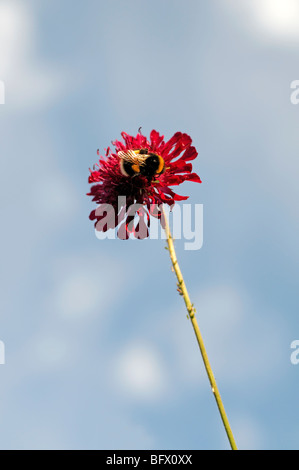 Hummel, die Fütterung ernähren sich von Crimson Wildblumen von Crimson Witwenblume, Dipsacaceae, Knautia Macedonica Sy Scabiosa rumelica Stockfoto