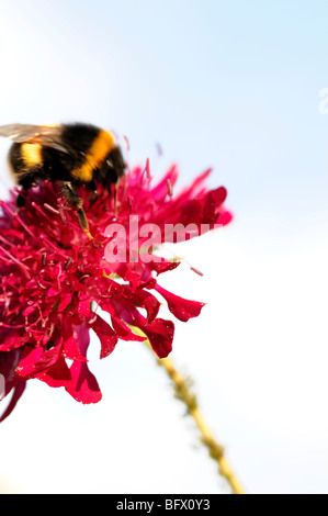 Hummel, die Fütterung ernähren sich von Crimson Wildblumen von Crimson Witwenblume, Dipsacaceae, Knautia Macedonica Sy Scabiosa rumelica Stockfoto