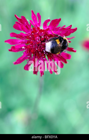 Hummel, die Fütterung ernähren sich von Crimson Wildblumen von Crimson Witwenblume, Dipsacaceae, Knautia Macedonica Sy Scabiosa rumelica Stockfoto