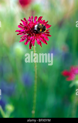 Hummel, die Fütterung ernähren sich von Crimson Wildblumen von Crimson Witwenblume, Dipsacaceae, Knautia Macedonica Sy Scabiosa rumelica Stockfoto