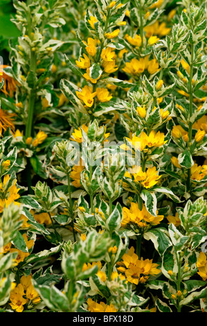 Lysimachia Trommler 'Alexander' Variegated oder Spotted Yellow Blutweiderich Kreis Blume Myrsinaceae (Primulaceae) Stockfoto