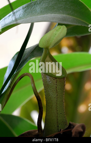 eine offene Krug mit der Kannenpflanze Nepenthe auch bekannt als Affe Tassen Stockfoto