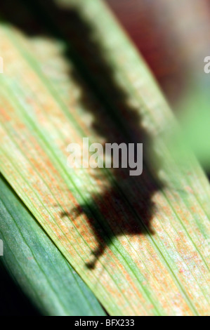 Orgyia Antiqua Rusty Grasbüschel Vapourer Falter Raupe Larve Fütterung auf eine grüne Montbretia Blatt Schädling zerstören, Zerstörung Stockfoto