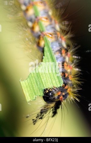 Orgyia Antiqua Rusty Grasbüschel Vapourer Falter Raupe Larve Fütterung auf eine grüne Montbretia Blatt Schädling zerstören, Zerstörung Stockfoto