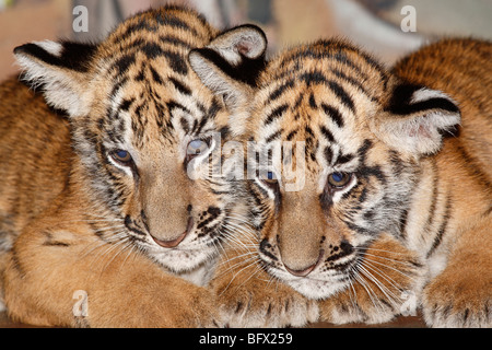 Zwei Sumatran Tiger Cubs. Diese Art ist gefährdet und ist Teil des ein Zuchtprogramm auf Bali Safari Park, Bali, Indonesien Stockfoto