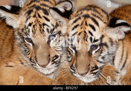 Zwei Sumatran Tiger Cubs. Diese Art ist gefährdet und ist Teil des ein Zuchtprogramm auf Bali Safari Park, Bali, Indonesien Stockfoto