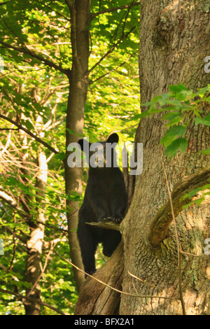 Schwarz Bär klettert Eiche auf Skyline Drive nördlich des großen Wiesen, Shenandoah-Nationalpark, Virginia Stockfoto