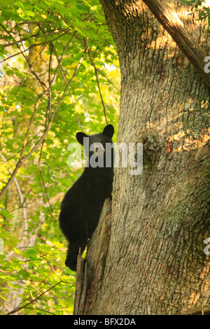 Schwarz Bär klettert Eiche auf Skyline Drive nördlich des großen Wiesen, Shenandoah-Nationalpark, Virginia Stockfoto