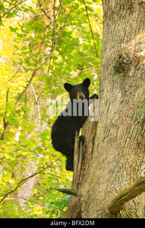 Schwarz Bär klettert Eiche auf Skyline Drive nördlich des großen Wiesen, Shenandoah-Nationalpark, Virginia Stockfoto