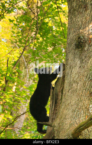 Schwarz Bär klettert Eiche auf Skyline Drive nördlich des großen Wiesen, Shenandoah-Nationalpark, Virginia Stockfoto