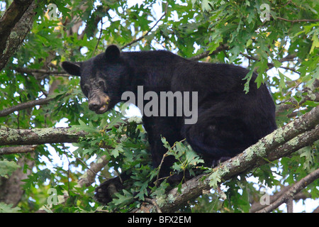 Schwarzer Bär essen Eicheln in Eiche auf Skyline Drive nördlich des großen Wiesen, Shenandoah-Nationalpark, Virginia Stockfoto