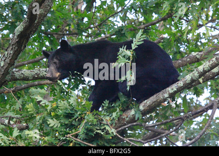 Schwarzer Bär essen Eicheln in Eiche auf Skyline Drive nördlich des großen Wiesen, Shenandoah-Nationalpark, Virginia Stockfoto