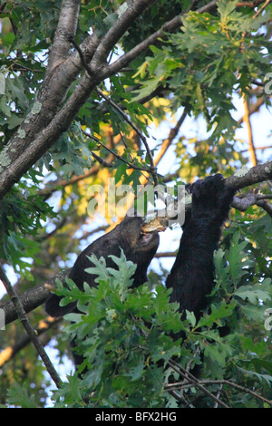 Schwarzer Bär essen Eicheln in Eiche auf Skyline Drive nördlich des großen Wiesen, Shenandoah-Nationalpark, Virginia Stockfoto