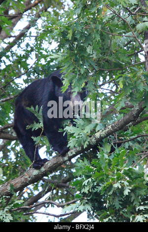 Schwarzer Bär essen Eicheln in Eiche auf Skyline Drive nördlich des großen Wiesen, Shenandoah-Nationalpark, Virginia Stockfoto