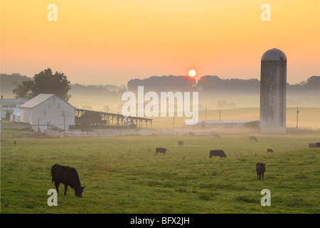 Rinder auf Bauernhof bei Sonnenaufgang in Springhill, Shenandoah Valley, virginia Stockfoto