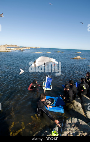 Gruppe von Touristen ergriffen auf Schnorchelausflug, sammeln von Meeresfrüchten Kaikoura, Südinsel, Neuseeland Stockfoto