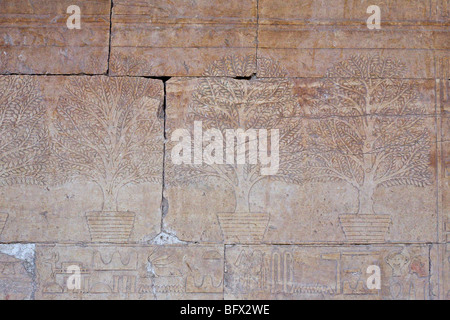 Szene der Punt Reliefs aus der mittleren Kolonnade am Tempel der Hatschepsut in Deir el-Bahari, West Bank, Luxor, Ägypten Stockfoto