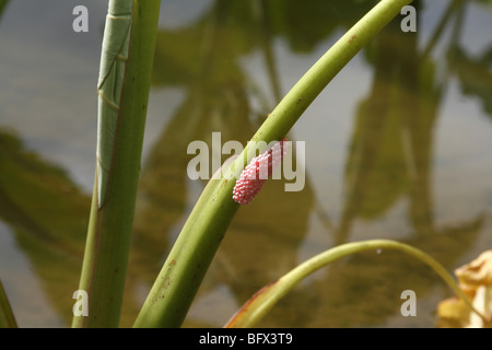 Eiern die goldene Apfelschnecke Pomacea Rinnentang auf Taro Colocasia esculenta Stockfoto