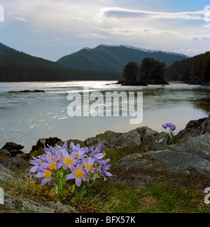 Küchenschellen am Ufer des Flusses Katun. Altai, Sibirien, Russland Stockfoto