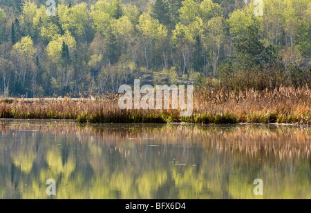 Beaver dam mit Beaverpond spiegelt sich in nebligen Wasser, Greater Sudbury, Ontario, Kanada Stockfoto