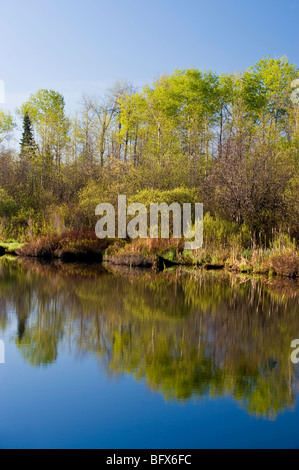 Frischen Frühling Laub entstehen in Birke und Espe Bäume spiegeln sich in Levey Creek, Greater Sudbury, Ontario, Kanada Stockfoto