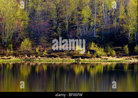 Frühling Laub spiegelt sich in großen Biber Teich, Greater Sudbury, Ontario, Kanada Stockfoto