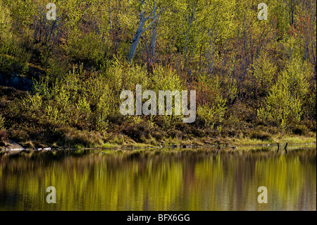 Frühling Laub spiegelt sich in großen Biber Teich, Greater Sudbury, Ontario, Kanada Stockfoto