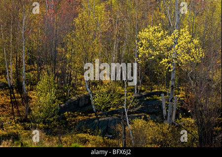 Frühling Laub in aspen Baum und Birke Bäumen, Greater Sudbury, Ontario, Kanada Stockfoto