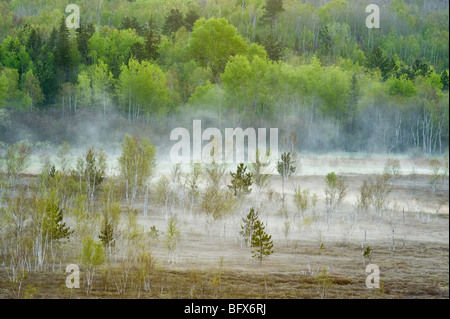 Frühling-Wäldern an Berghängen mit Morgennebel im Tal Moor, Greater Sudbury, Ontario, Kanada Stockfoto