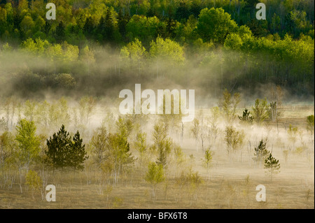 Frühling-Wäldern an Berghängen mit Morgennebel im Tal Moor, Greater Sudbury, Ontario, Kanada Stockfoto