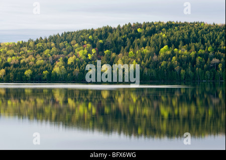 Frühlingswald spiegelt sich in Simon Lake, Greater Sudbury, Ontario, Kanada Stockfoto