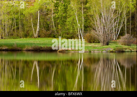 Frühling-Birken spiegelt sich in St. Pothier Lake, Greater Sudbury, Ontario, Kanada Stockfoto