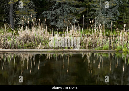 Rohrkolben, spiegelt sich in Biber Teich, Greater Sudbury, Ontario, Kanada Stockfoto