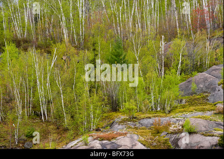 Felsigen Hügel mit Espe Bäume und blühende Elsbeere, Greater Sudbury, Ontario, Kanada Stockfoto