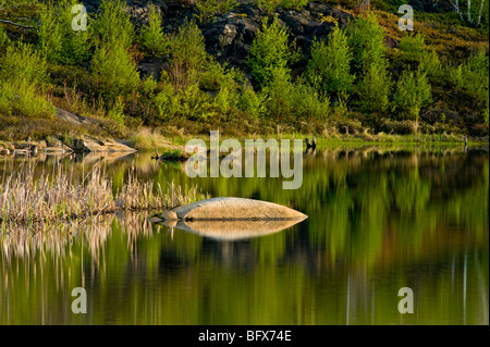 Felsen und frühen Frühling Laub Farbe spiegelt sich in Biber Teich, Greater Sudbury, Ontario, Kanada Stockfoto