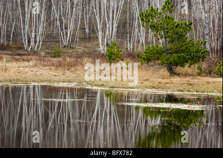 Birke Baum Reflexionen in Biber Teich, Greater Sudbury, Ontario, Kanada Stockfoto