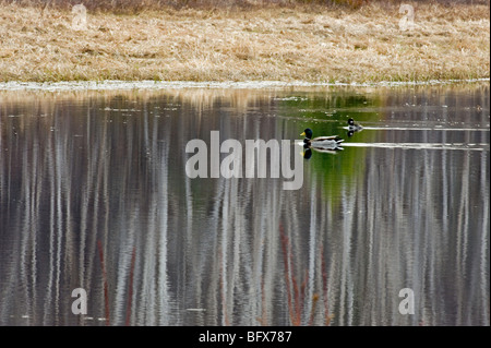 Birke Baum Reflexionen in Biber Teich mit wandernden Wasservögel, größere Sudbury, Ontario, Kanada Stockfoto