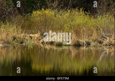 Weiden und Sumpf Gräser spiegelt sich in Biber Teich, Greater Sudbury, Ontario, Kanada Stockfoto