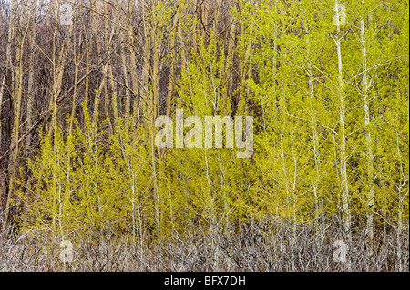 Aufstrebenden Laub in aspen Grove, Greater Sudbury, Ontario, Kanada Stockfoto