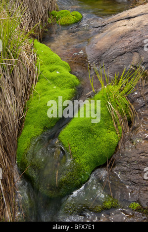 Betten von Pohlia Moos am Rand des kleinen Bach aus über Felsen, Greater Sudbury, Ontario, Kanada Stockfoto